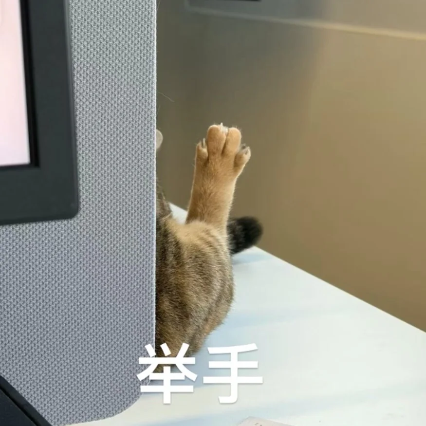 檯上面舉起一隻貓爪，配字舉手
